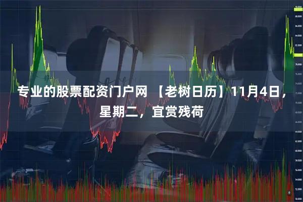 专业的股票配资门户网 【老树日历】11月4日，星期二，宜赏残荷